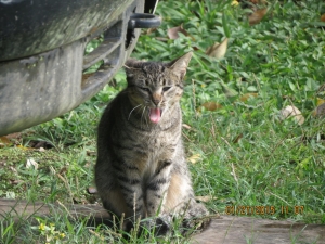 You can tell the cat is impressed