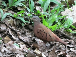 Ruddy Ground-dove