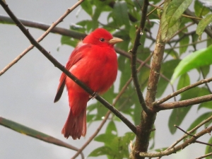 Summer Tanager