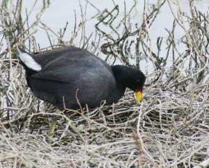 Red-fronted coot