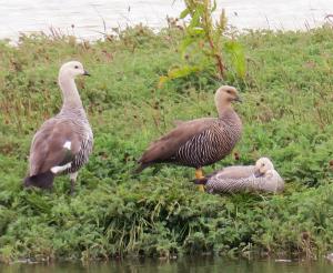 Upland geese