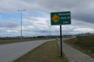 Bird crossing, Punta Arenas