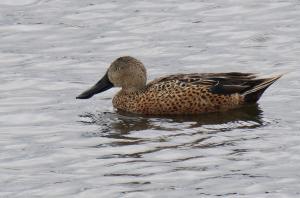 Red shoveler