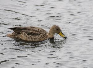 Yellow-billed pintail