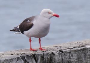 Dolphin gull