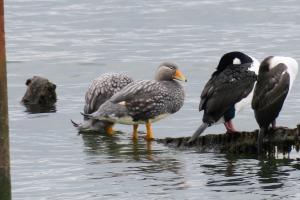 Flightless steamer-duck