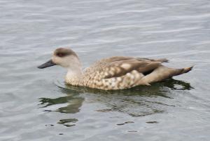 Crested duck