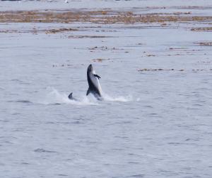 Peale's dolphin