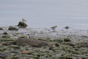 Baird's sandpiper