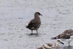 Chilean skua
