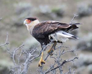 Southern caracara