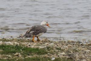 Flying steamer-duck