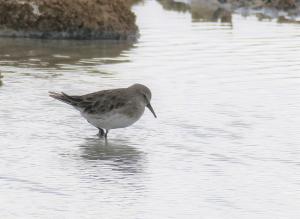 White-rumped sandpiper