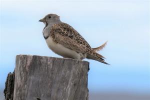 Least seedsnipe