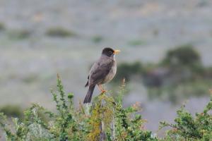 Austral thrush