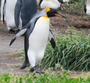 King penguin