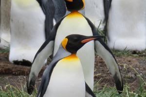 King penguin