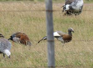 Ashy-headed goose