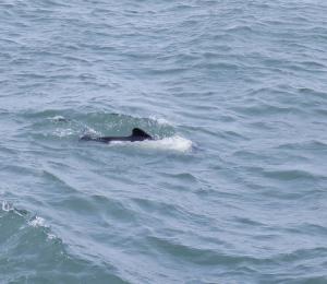 Commerson's dolphin