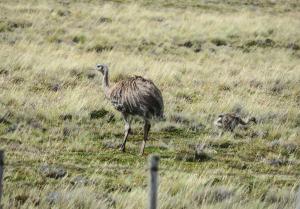 Darwin's rhea
