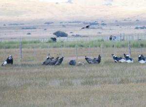Andean condor and caracara