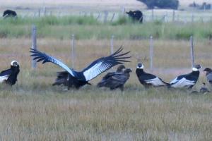 Andean condor