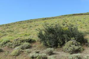 Calafate on the hillside