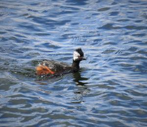 White-tufted grebe