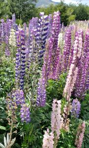 Lupines