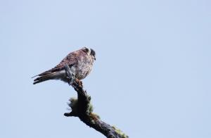 American kestrel