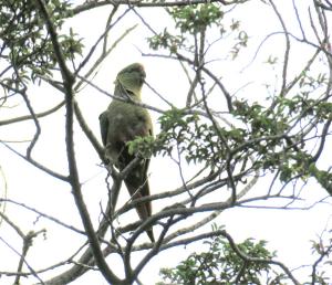 Austral parakeet