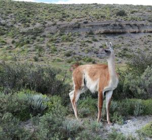Guanaco