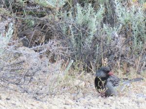 Mourning sierra-finch