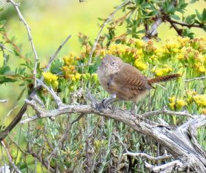 Southern house wren