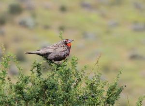 Long-tailed meadowlark