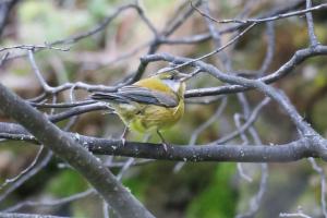 Patagonian sierra-finch (f)