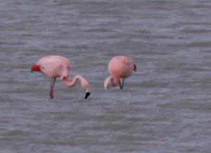 Chilean flamingo
