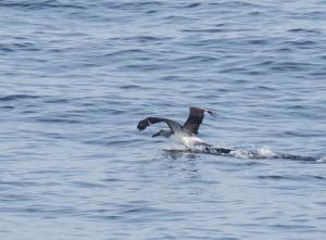 Salvin's albatross