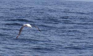 Northern royal albatross