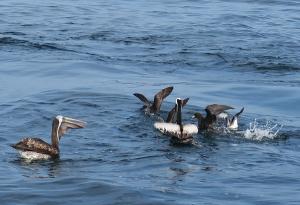 Westland petrel, among others