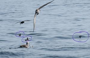 Wilson's storm-petrel
