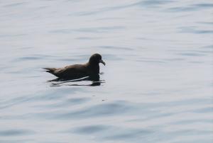 White-chinned petrel