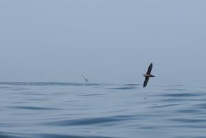 Northern giant petrel