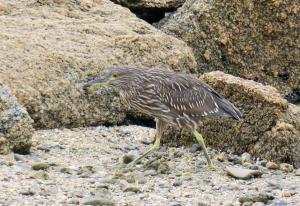 Black-crowned night-heron