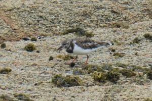 Ruddy turnstone