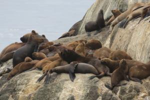 South American sea lion