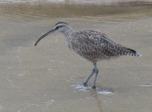 Whimbrel