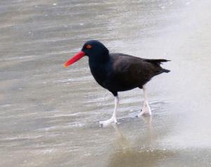 Blackish oystercatcher