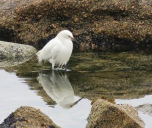 Snowy egret
