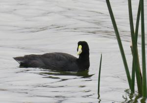 White-winged coot
